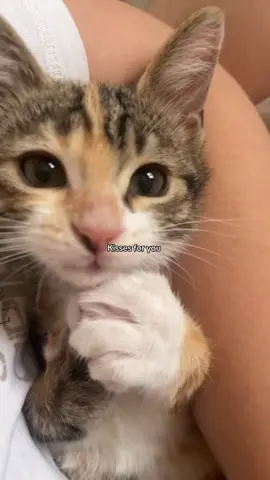 #foryoupagе #fyp #cat