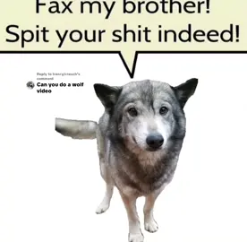 Replying to @Ironry/crouch schlorp #voiceactedmeme #voiceacting #shitpost #silly #wolf #wolves 
