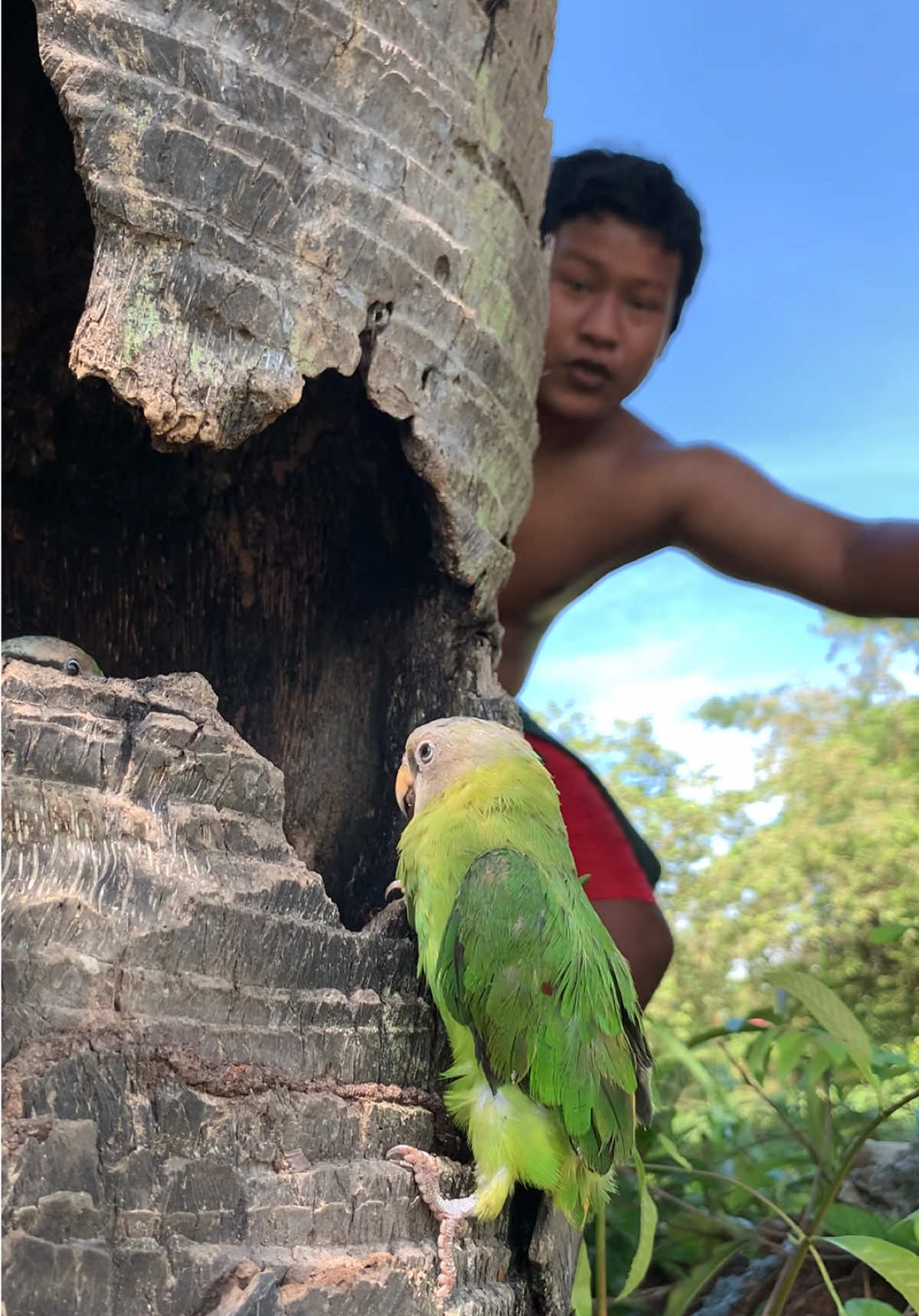 Catch a parrot in a tree hole #parrot #short #idea 