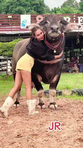 JR#dcrfarmควายงามบ้านโคกสูงตําบลยาง #viralvideo #น้องควายฉลาดแสนรู้ #เทรนด์วันนี้ #DCRFarm 