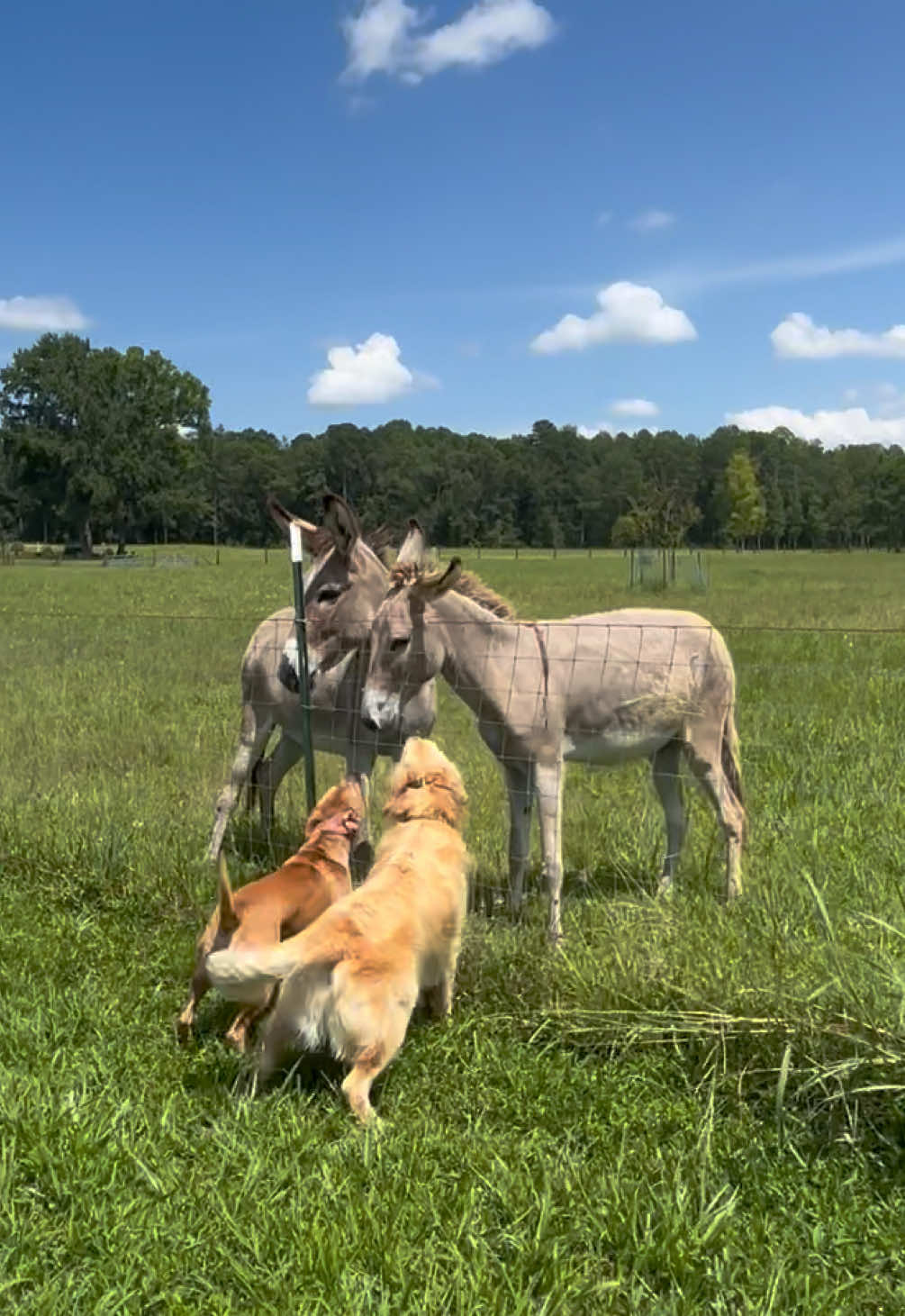 ignore whatever that laugh is but moose met some donkeys today 🥰🥰🥰🥰 so cute lol