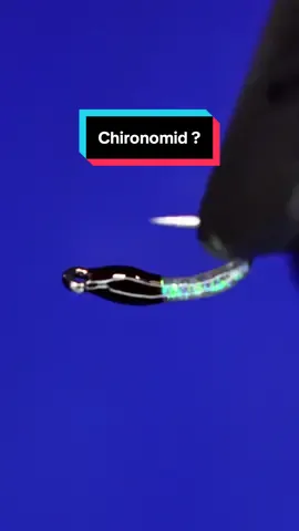 Generic chironomid I guess? Hook: Ahrex FW511 size 18 Base thread: TheFlySmith 12/0 traditional  Body: Micro glint  Head thread: Magpie materials 110D  Resin: uv craft  Tools: TheFlySmith  #TheFlySmith  #flytying #fly #flytyingjunkie #flytyingtutorial #flytyingaddict #satisfying #flytyingnation #fyp #fishing #flyfishing #pescamosca