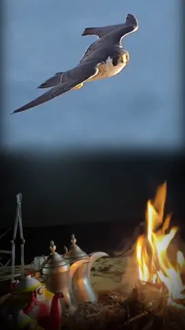 #fyp #explore #قصيد #foryou 