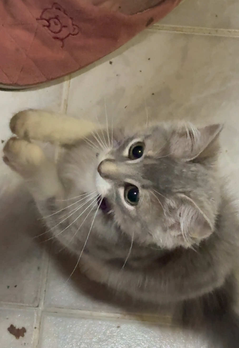 un pedacito de queso? 🙏🏼😿 #gato #fyp 