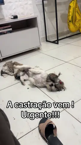 #cachorro #trend #shitzu #cachorrocruzando #cadelanocio 