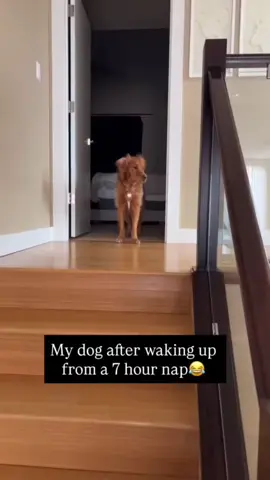 They really do look like humans sometimes #dog #pet #animals #usa🇺🇸 #foyou #usa 