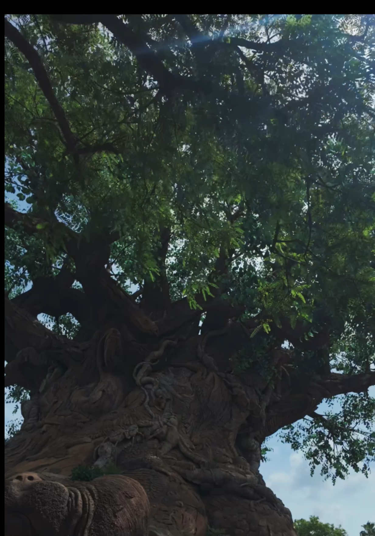 Always so peaceful around this area of the tree of life 🌳 💚 #treeoflife #animalkingdom #wdw #disneyparks #disneytiktok 