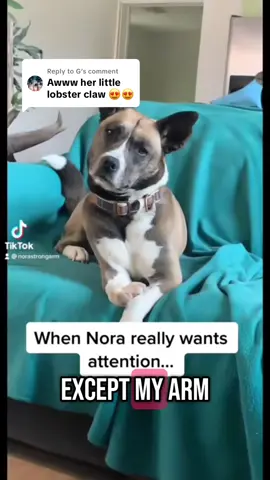 Replying to @G  run boy run #theclaw #claw #lobsterclaw #takemystronghand #dogs #dogswithdisabilities 