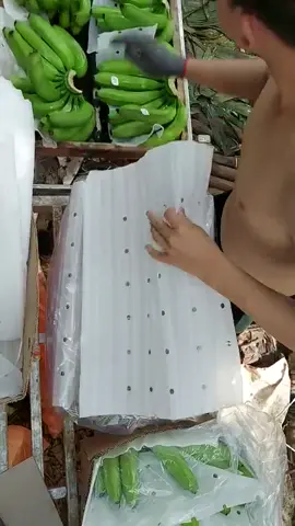 Đóng chuối xuất khẩu #dalatthanhfarm #thanhfarm #vegetables #NongSanSach 