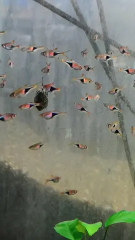 ตอบกลับ @trueng_jai_writerrปลาซิวมีประมาณนี้จร้า#ดัชนีอควาเรี่ยม #mangmeestore #ร้านปลาโคราช #แนะนํา #แบ่งปัน 