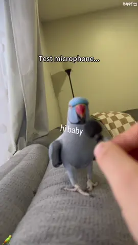 Part 39：Getting a parrot is a wise choice😍😊😂 #parrot#🦜#foryou#fyp#usa#pet#parrotsoftiktok #birdslife #birdslover #funnybirds  #petlover#foryoupage