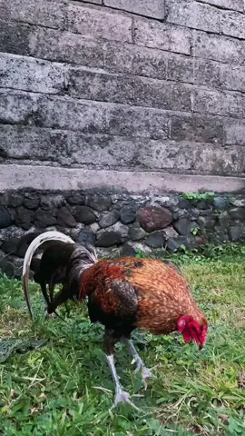 Si kembar buik biru rajah⚡️#ayamkampung 