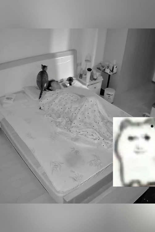 Security camera captures crazy cat 🐱 