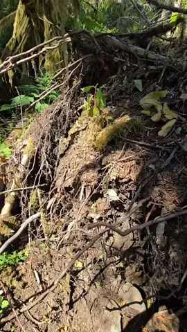 ALWAYS look in the roots of fallen trees in agate areas! When the trees timber over, (due to natural causes) the roots bring up all the rock and dirt from below! It always never fails to find them in the roots in agate areas! #agate #rockhounding #carnelian #pnw #rockhound #rocktok #foryoupage❤️❤️ 
