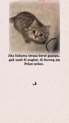 #arabicsong #kucing #laguarab 