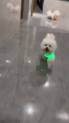 Vòng cổ phát sáng tránh lạc nhau đến muôn đời 🐶 #vongcothucung #vongcochomeo #cunyeu #fyp #cute #thucung #bunquystoc 