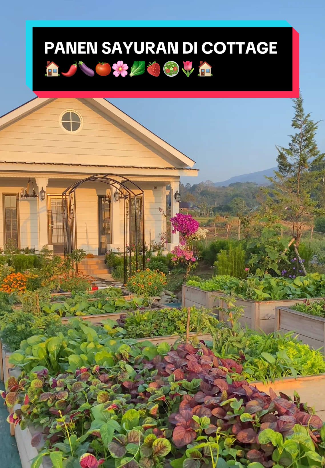UNTUK PERTAMA KALINYA bisa memanen sayuran organik segar dari rised bed cottage garden, yuk mulai berkebun dan rasakan manfaatnya sendiri 🫵🏻🫶🏻😍🥬🪴 Semua benih yang lagi aku panen dari @Benih Seribuan 🥬🍅🍆🌶️