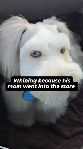 He's a true Mama's boy! . . . . #tiktok #tiktokviral #tiktokvideos #viraltiktok #pets #pet #petlover #doglover #mamasboy #explorepage #explore #pets #dog #dogs #cute #trendingaudio #instagram #instagramreels #viral #viralreels #viralvideos #fyp #foryoupage #foryou #facebookpage #facebookpost #facebookreelscontest #facebookreelsviral #funny #funnyvideos #funnyreels #crybaby #puppies #follow #followme #daily #dailyreels #mama