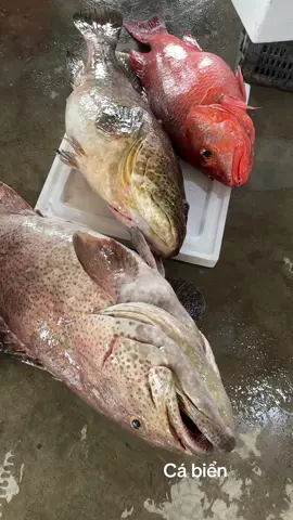 Cá biển @suc khoe la vang @Mồi Nhậu Online @#foryou @Xu hướng TikToK 