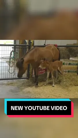 Watch the full video on my YT channel!!!🐴