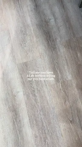 Please retrieve ANYTHING else. #blacklab #labrador #labradorretriever #labradorsoftiktok #dogtok #funnydogs #dogvideos #funnyanimals  