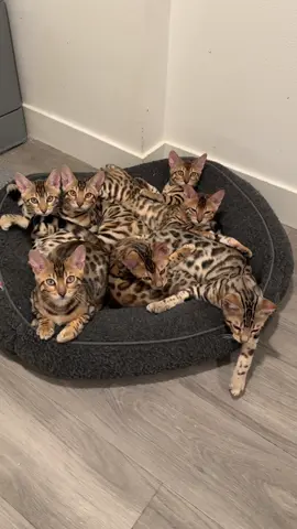 Perfection #bengalcat #leopardcat #silverbengal #snowbengal #fyppp 
