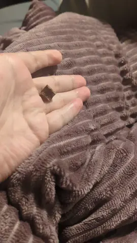 鹿肉御膳タイム あげたのに他の探すな #フェレットのいる暮らし #ferretsoftiktok #ferret #기여워 #ferrettok #フェレット大好き #ferrets 