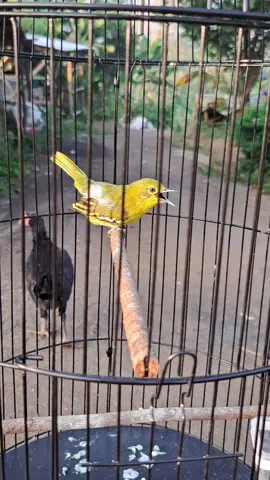 SIRTU LOSDOL #kicaumania #kicaumaniaindonesia #kicaumanianusantara #sirtu 