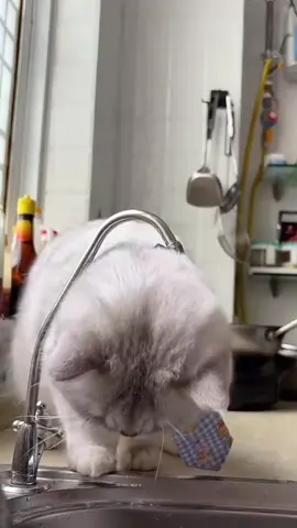 พี่สาวของฉันมาเล่นน้ําอีกครั้ง#cat #pet 