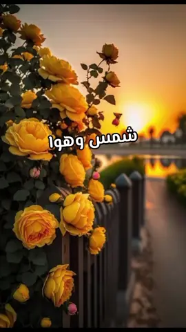 كان وكان بدون موسيقى حمزة نمرة شمس وهوا بدون موسيقى مش ده اللي كنتوا سوا شمس مع الهوا خليك ساكت يا لساني مش هنعمل محتوى كنا سوا كنا شمس وهوا كان فاكر إنه هيبقى لي دراعي اللي اتلوا كان وكان مالي المكان كلام كان واخد الأيام في حتة مش تمام  ريحنا طار وطار وا لله وريحنا وغار لو هأكتب يوم إقرار  هكتب للماضي يمكن يوم يمسحنا #without_music  #بدون_موسيقي  #شمس_وهوا  #حمزة_نمرة_شمس_وهوا 