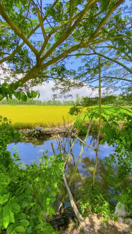 Tuổi thơ 8x9x chac chan k bao h quen dc cây cầu khỉ nay cung nhu chua bao h quen dc tuoi thơ cua mỗi nguoi trong chung ta 🥺🥺🥺#nhachaymoingay #nhacnayhay #fyp #viralvideo #xuhuong #canhdepmientay #canhchillvungque🌾 #canhchill #67angiang 