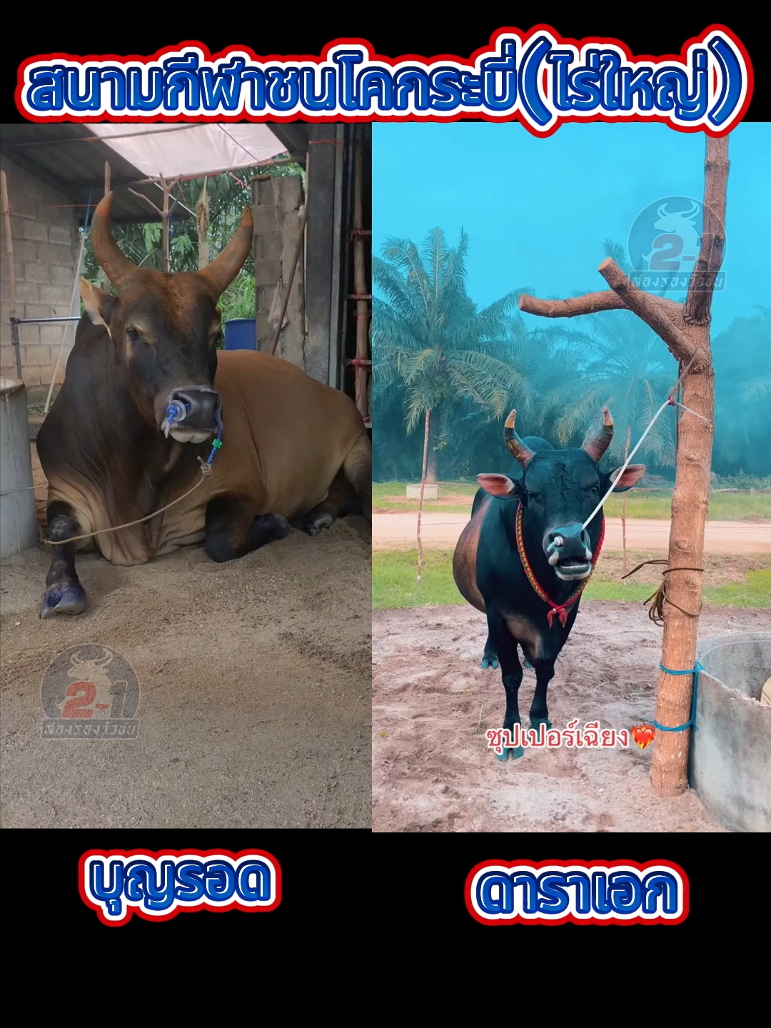 #คู่ชนพรุ่งนี้ #สนามกีฬาชนโคกระบี่(ไร่ใหญ่) #โคโหนดงามดาราเอก #โคลังสาดอัศวินเคสเปอร์ (บุญรอด)#ถ่ายทอดสดวัวชน #สองรองวัวชน #ร่วมสนับสนุนประเพณีกีฬาชนโค