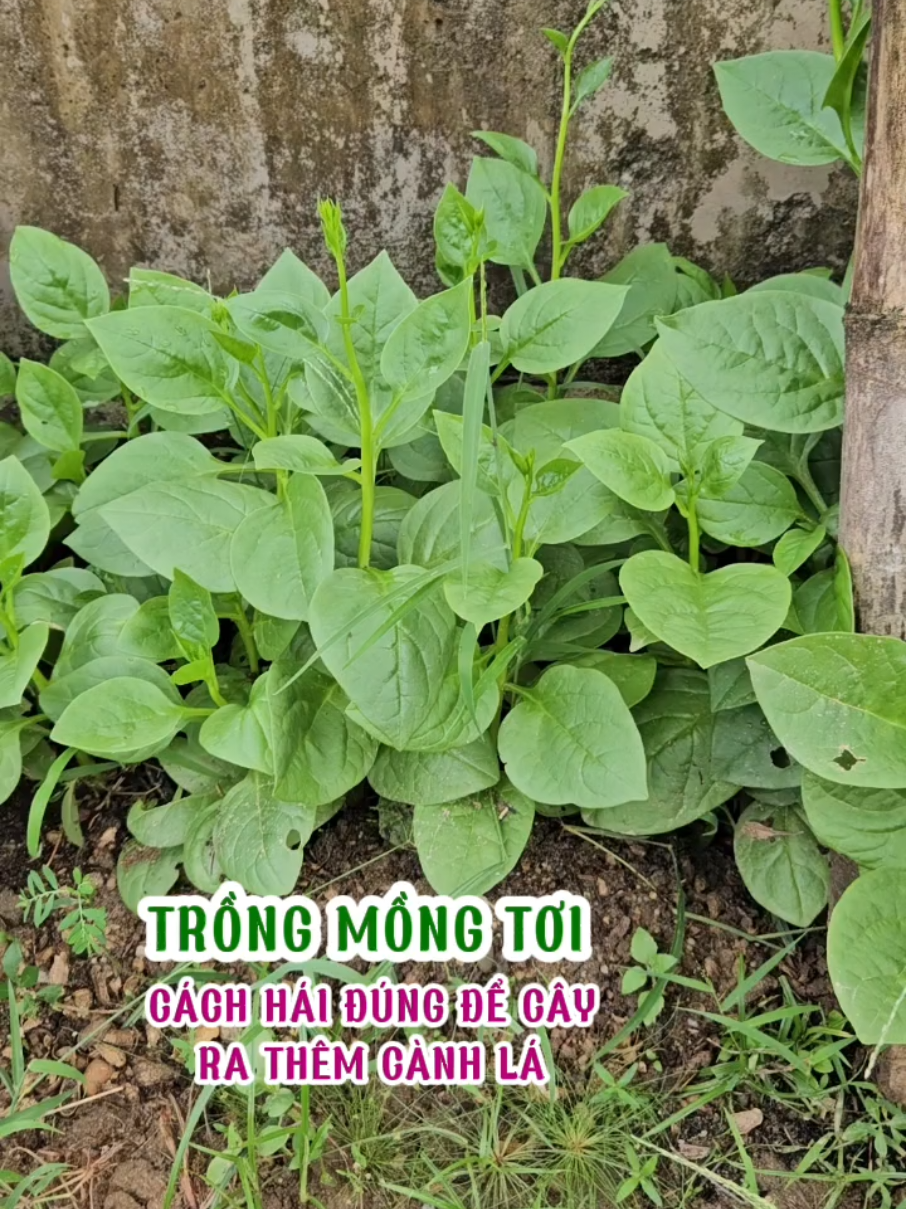 Trồng mồng tơi, cách hái rau ăn để cây ra thêm cành và lá mới. #loanlamvuon #trongrausach #trongrau #mongtoi #raumongtoi 