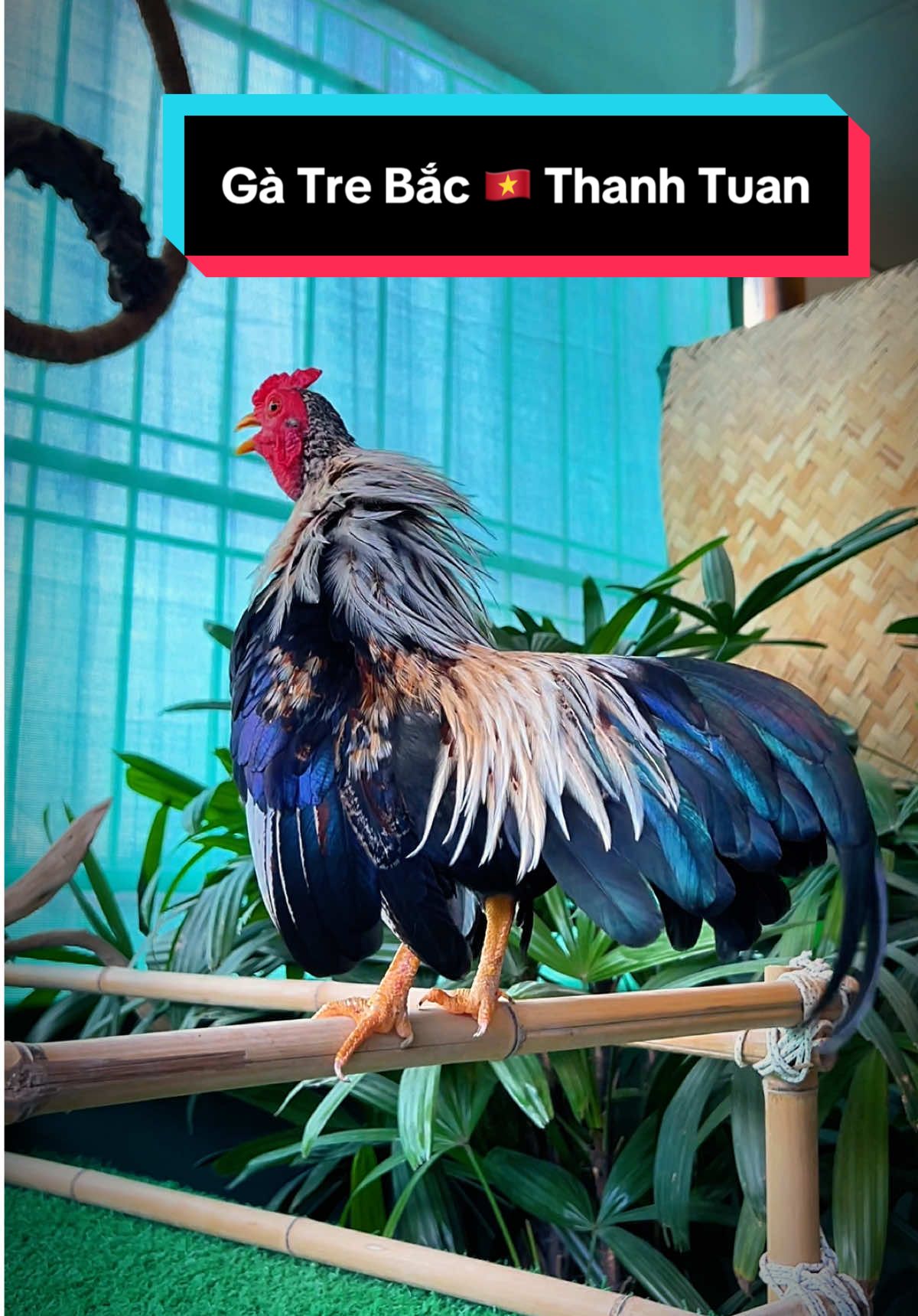 Gà tre bắc cổ siêu mini chỉ 330g  #gàtrebắc #gàtrebắctít #gàtre 