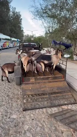 #chévres #alpine #saanen #elevage #agriculture     أسعد الله صباحكم بكل خير وبركة أتمنى لكم يوما جميلا