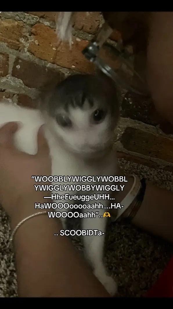 #fyp #cat #catsoftiktok #pettok