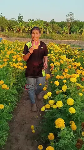 #ผงดําเทพสถิตย์ #ผงดํา #ผงดำ # ฮอร์โมนพืช#รีวิว #ใช้ดีบอกต่อ #เกษตรสาวภูธร 