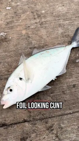 45 hours for this 😡 KNEEL TO THE EELS! #fy #fyp #foryoupage #fishing #hunting #camping #Foodie #seafood #wildlife #sealife #australia #usa #uk #tiktok 