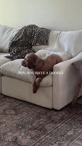 always talking 🤣🐶🐾 #doodlesoftiktok 