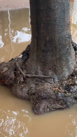 Chuột, gián không còn nơi ở khi lũ lụt về. #xuhuong #thiennhien #natural #animals #dongvat #foryou #fyp #viral #lulut #thientai #cuocsong #life #🙏 #douyin #china 