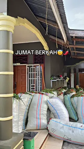 awal yang baik🤩#petaniindonesia🇮🇩🇮🇩🇮🇩🌿🌿 #petanimuda #petanimilenial #petanicabai #petanicmk🌶️ #petanicmk🔥🔥 #petanilubukcuik #lewatberanda #fyppppppppppppppppppppppppppppppppppp 