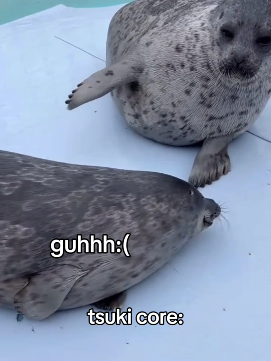 #CapCut tsuki core #seal #yochan #tsuki #tokkaricenter 