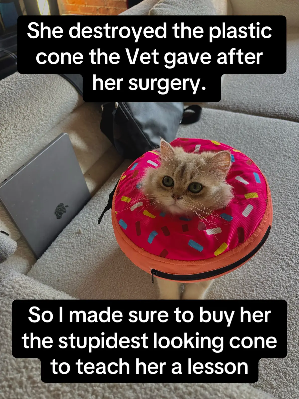 #cat #catsoftiktok #fatcat #britishlonghair #ragdoll #britishshorthair #viral #fyp 