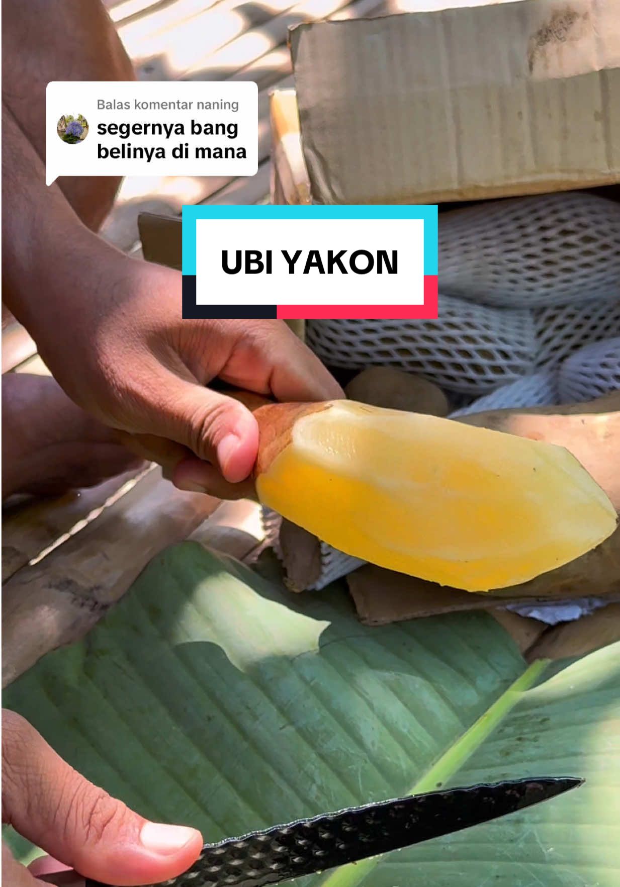 Membalas @naning Ubi yacon manis segar, Silahkan cek keranjang kuning kiri bawah #ubiyakon #ubiyacon #buahsegar #buahlangka #fyp #viral #trending 