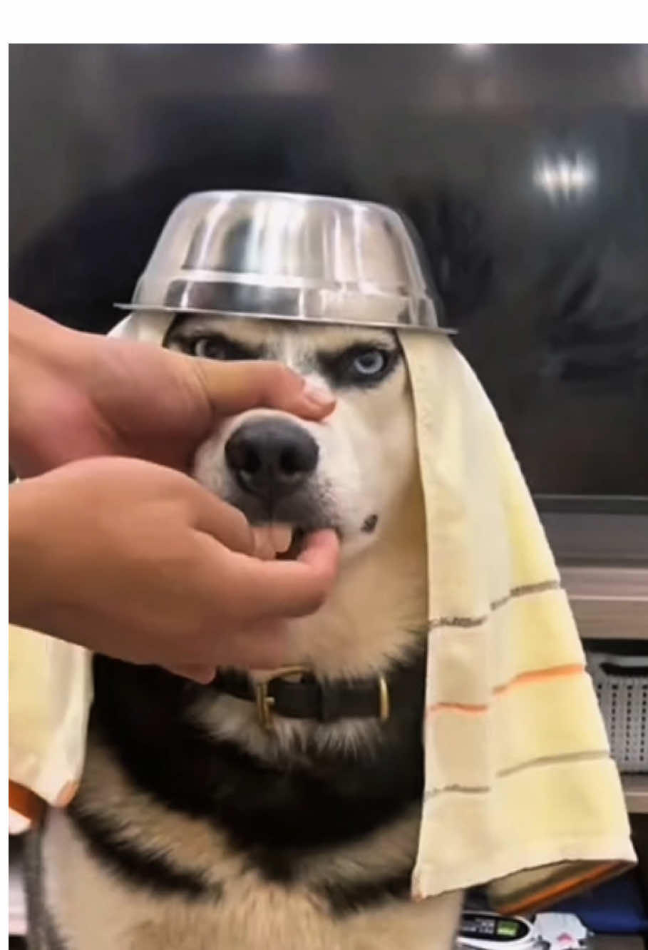 Husky 🐕‍🦺🤣 #funny #husky #foryou #dog #cute #funnyvideos #dogsoftiktok 