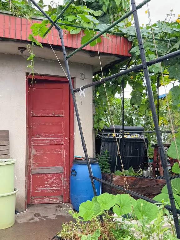 Vườn rau quê – nơi thời gian ngừng trôi   #lamvuon #nongthon #bophoveque#gardening #vegetables#harvest