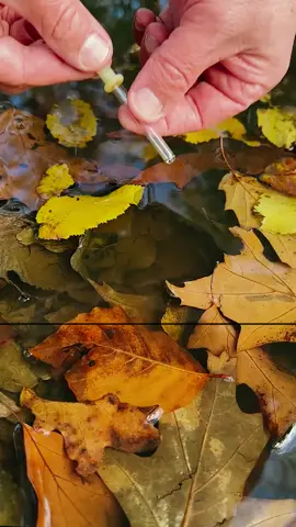 Ep 313 - Survival Skills Fire Starting in the Wild. #survival #Outdoors #camping #bushcraft #lifehacks