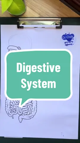 အစာခြေအင်္ဂါ အဖွဲ့အစည်း #digestivehealth #gastritis #liver #Droak #healthylifestyle #illustration 