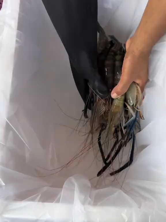 กล่องรวมอาหารทะเล ราคาเพียง 1,200 บาท แน่นๆเต็มกล่อง พร้อมจัดส่งทั่วไทย 🥰  #กล่องสุ่มอาหารทะเล #อาหารทะเล #กุ้ง #ปู #หอย #หมึก #ฟิดดดシ🙏❤️ #โปรโมชั่น #กุ้งก้ามกราม #อาหารทะเลส่งถึงหน้าบ้าน