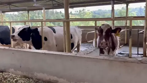 Life at#southlandsheritage #dairyfarm  #farmtok #tiktokkenya #fyp 